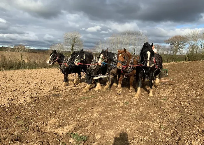 Higher Biddacott Farm