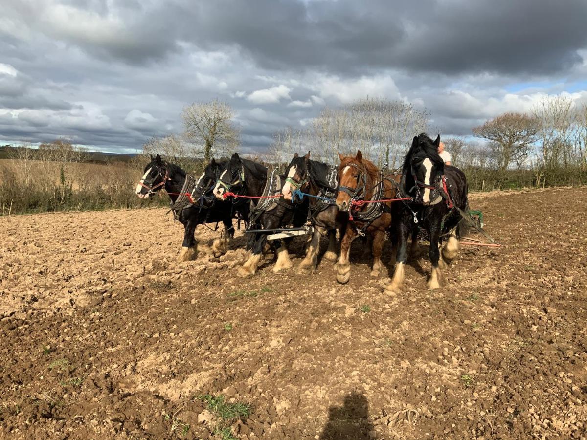 Higher Biddacott Farm * Chittlehampton