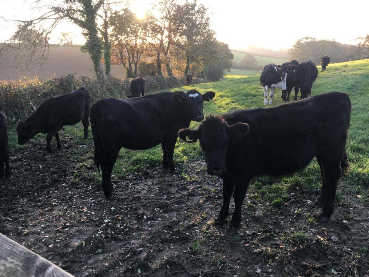 Higher Biddacott Farm *