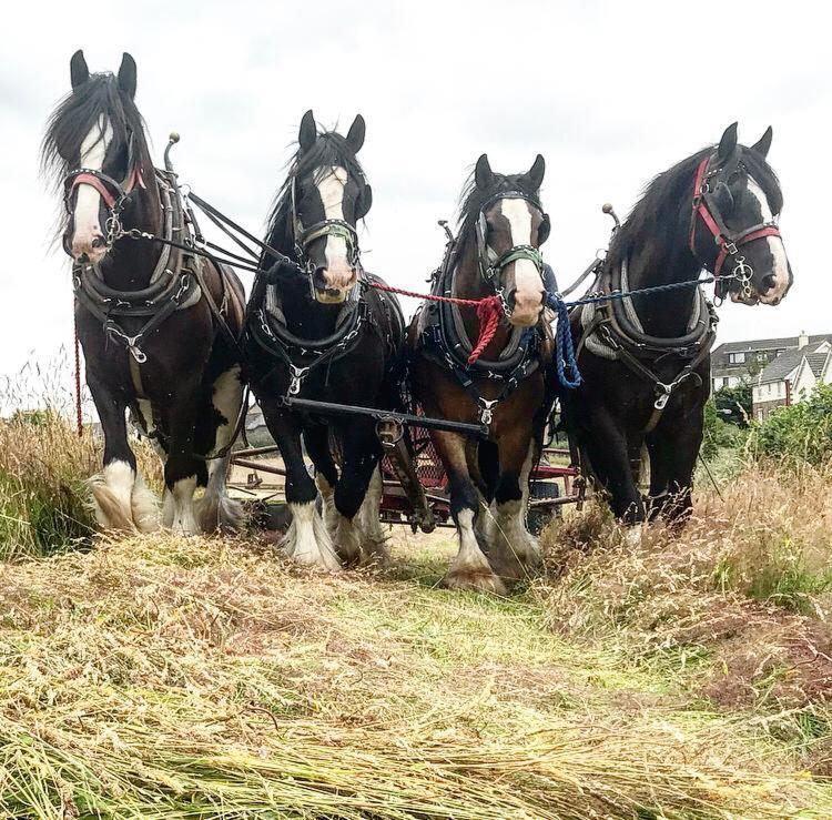 Higher Biddacott Farm
